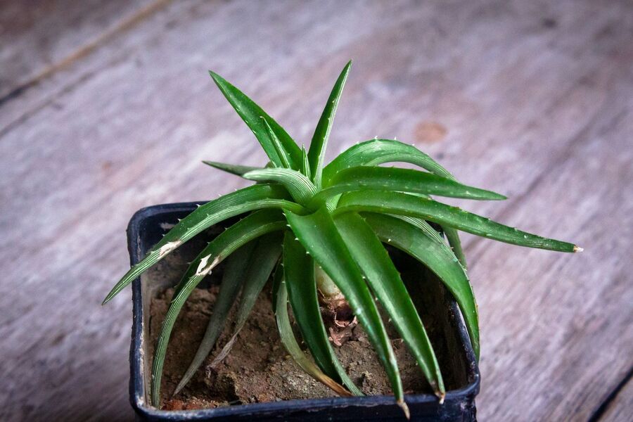 indoor Aloe Vera plant