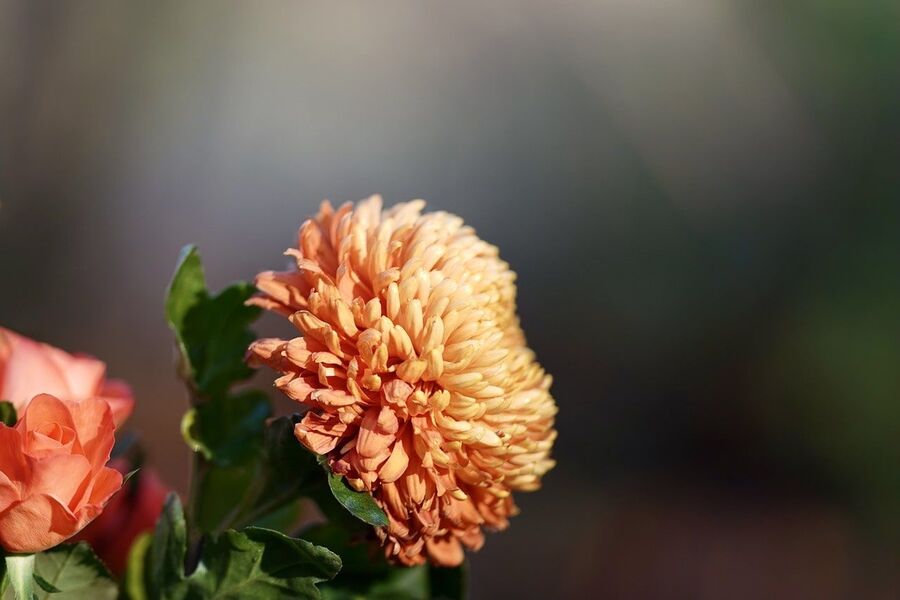 air purifying Chrysanthemum