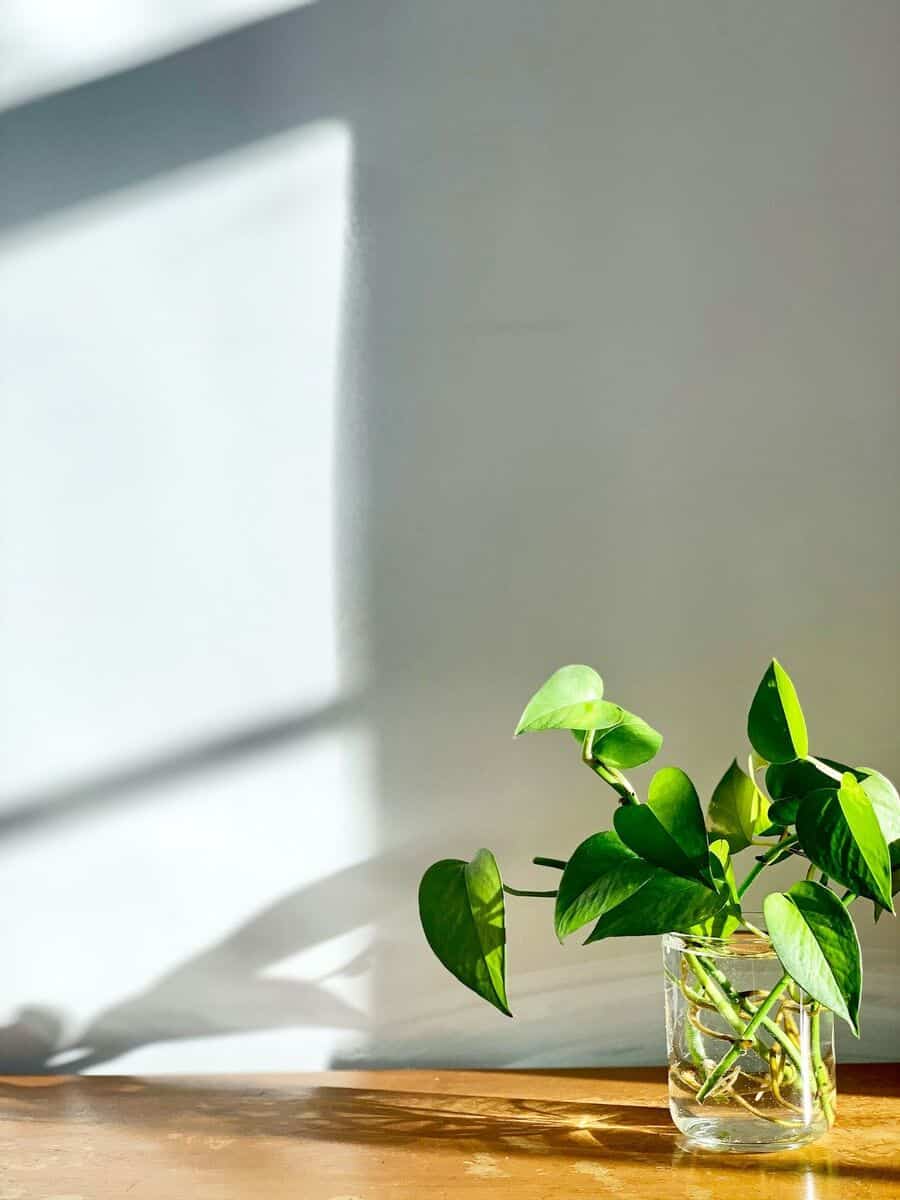 pothos plant for home decoration