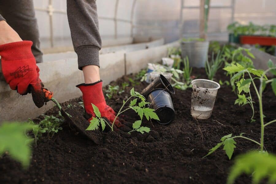 How to Make a Kitchen Garden at Home