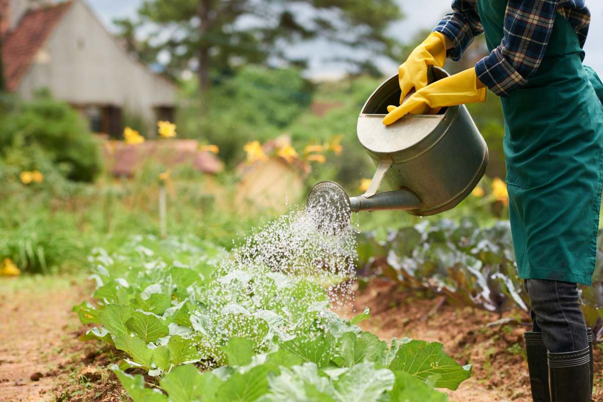 How to maintain a kitchen garden