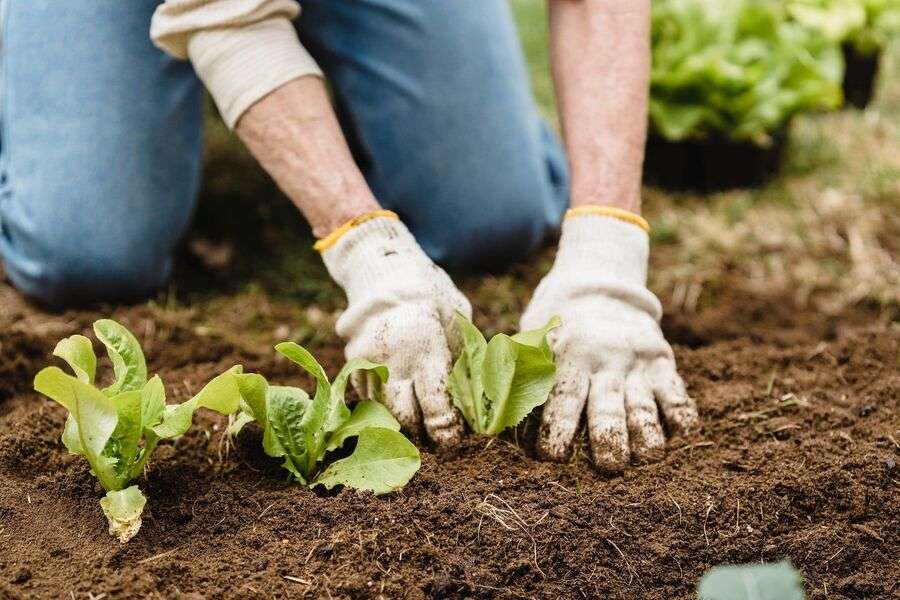 Benefits Kitchen Gardening