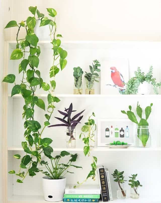 air purifying plants