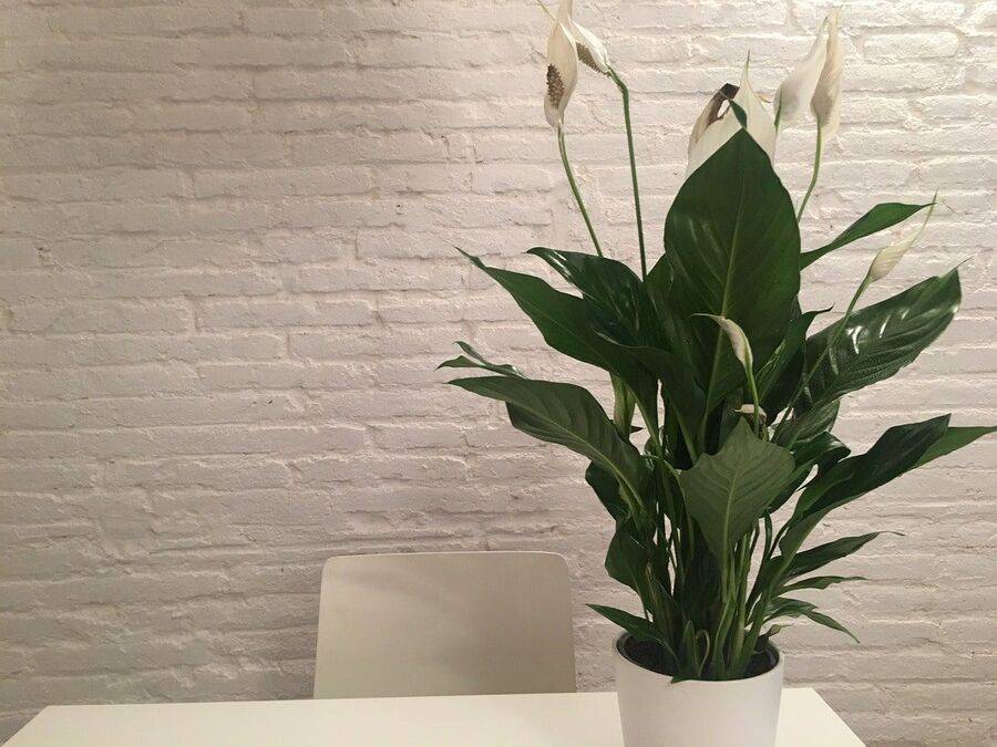 peace lily plant for decor