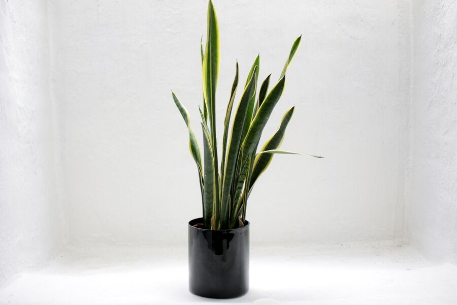 Snake Plant for home decor