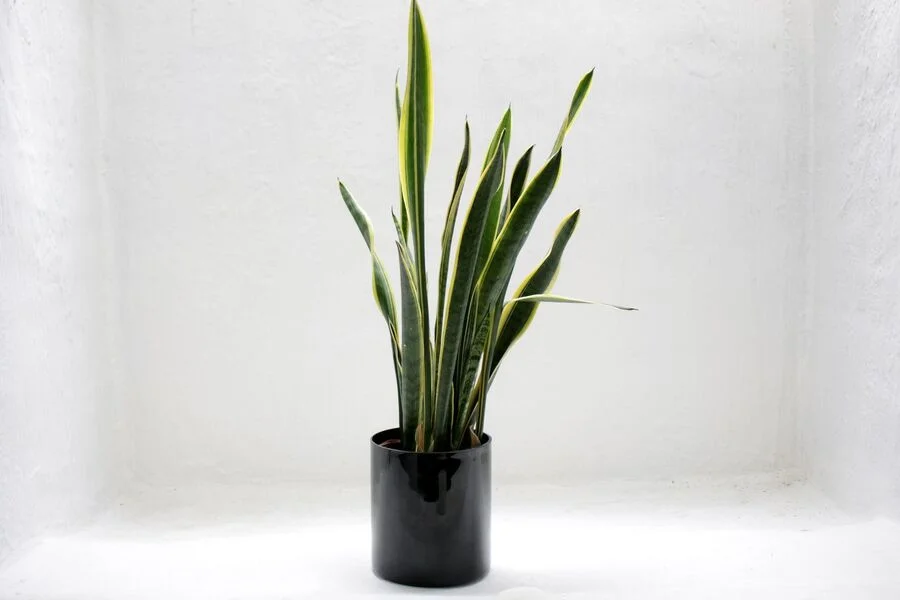 house plants