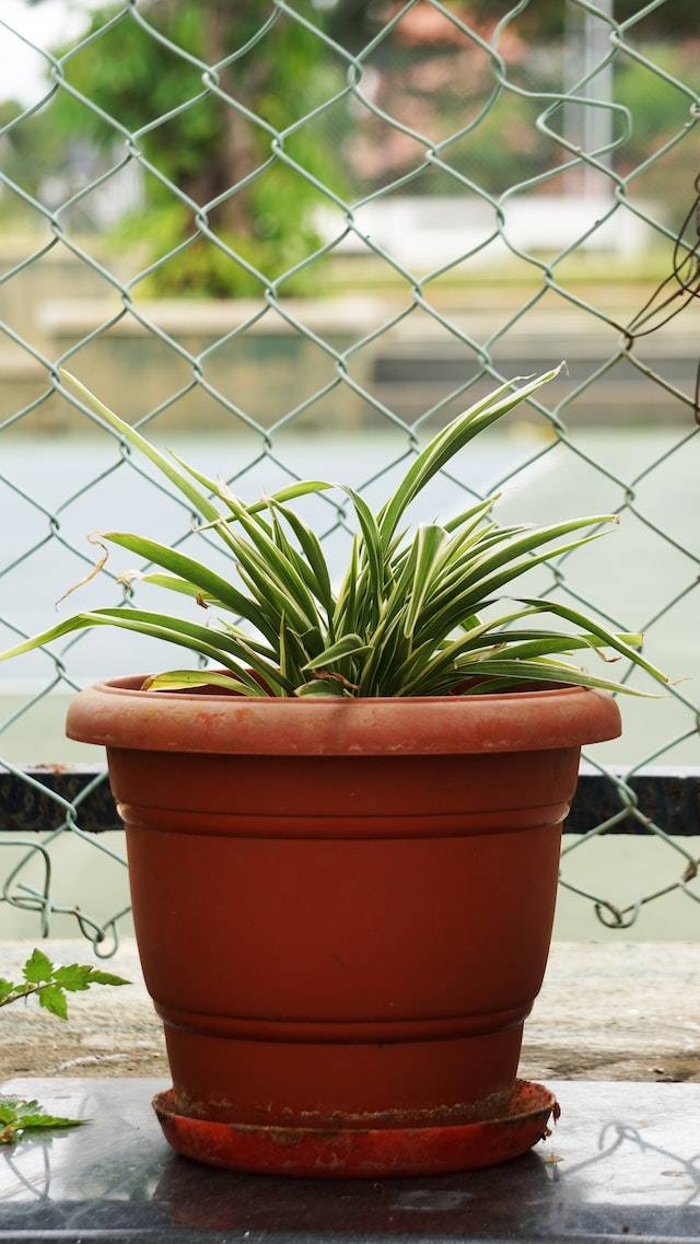 indoor Spider Plant