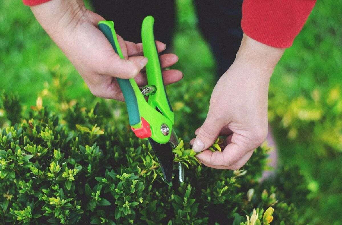 garden pruning shears