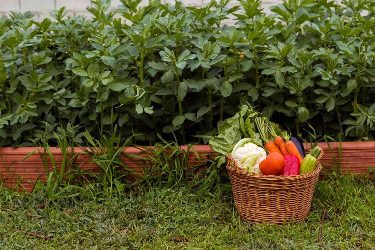 kitchen garden at home