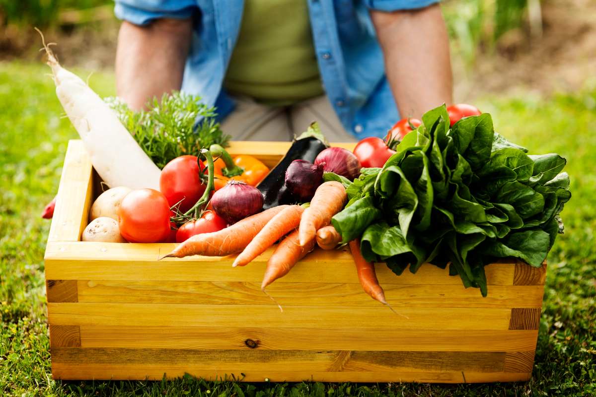 kitchen garden vegetables