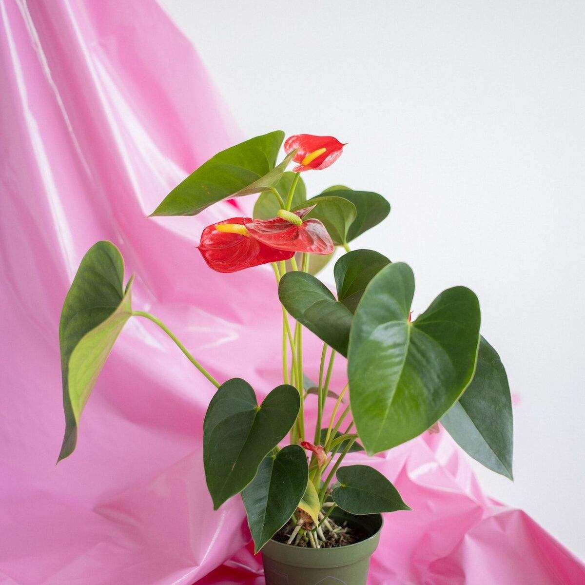 indoor Anthurium Plant