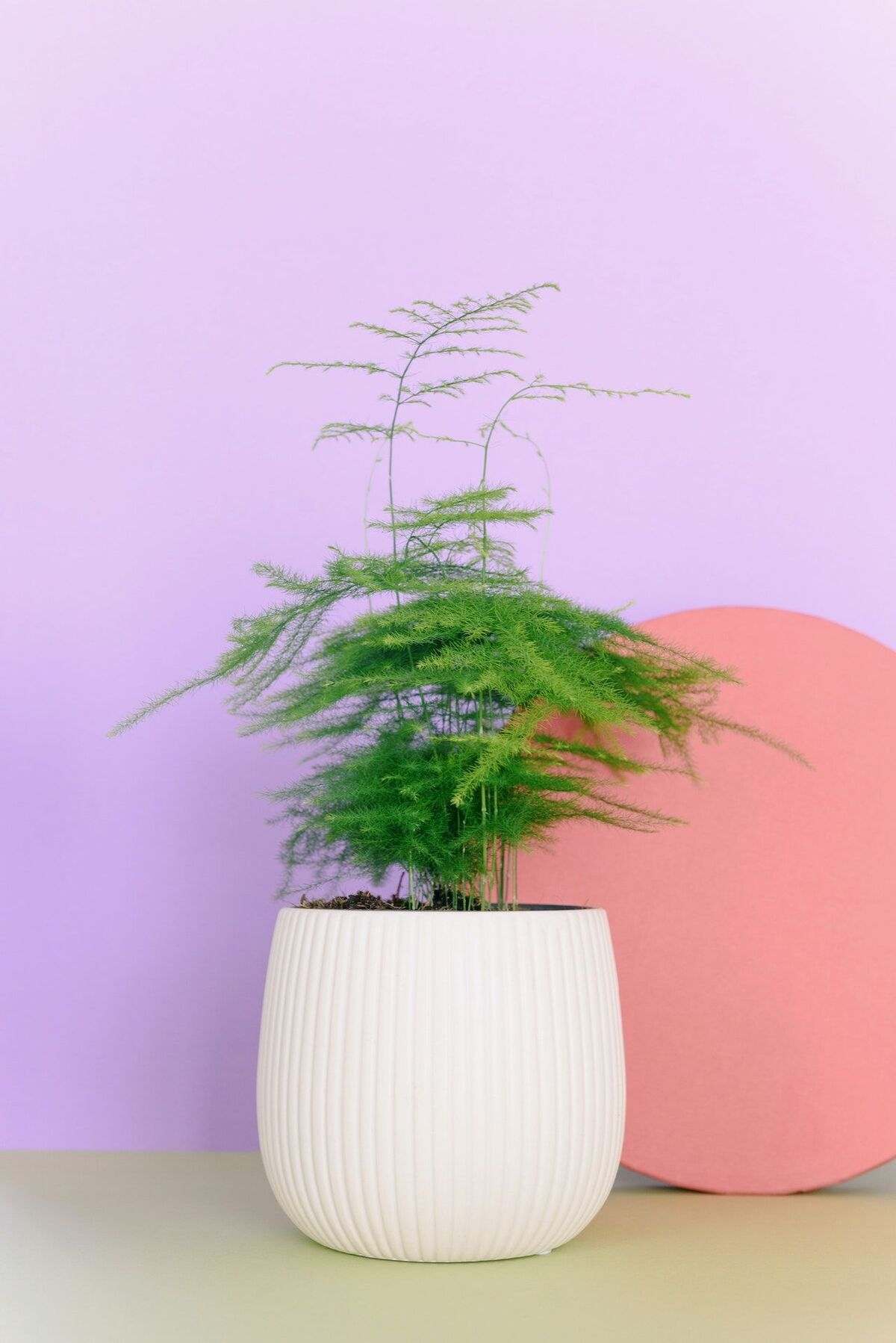 indoor Asparagus Fern