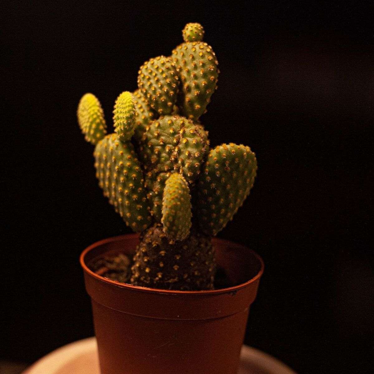 indoor Bunny Ear Cactus plant