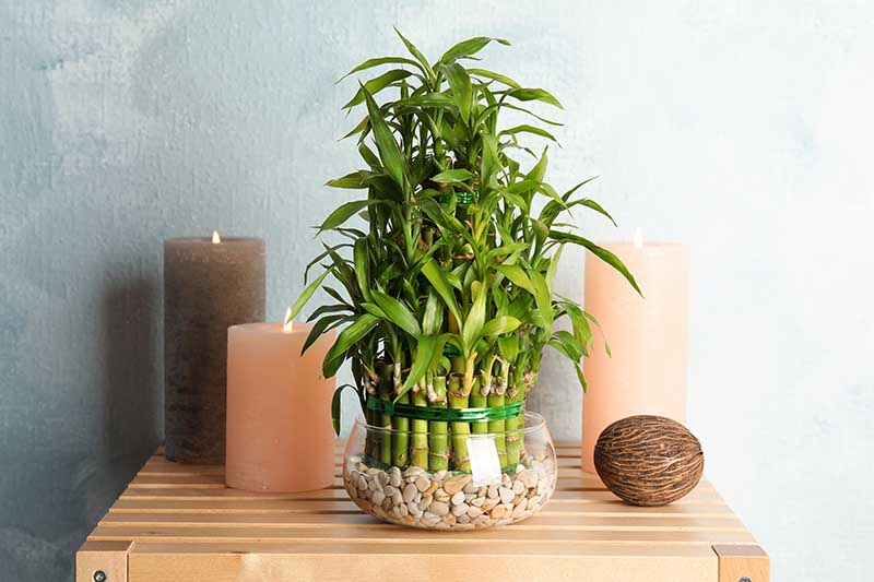 Chinese Water Bamboo Plant