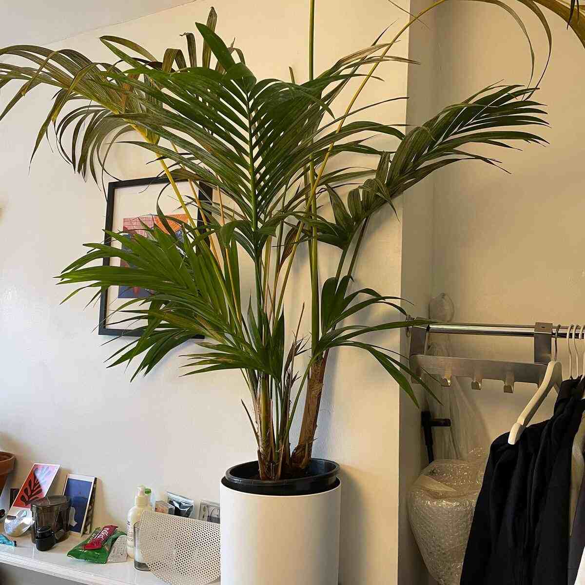 Kentia Palm for home decor