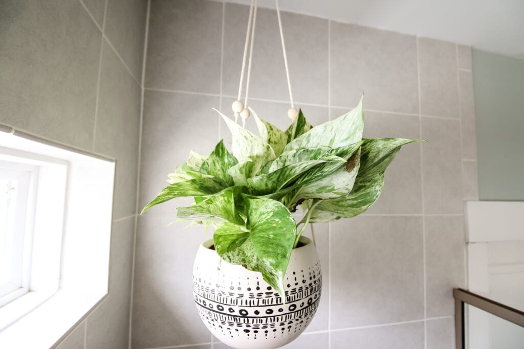 Marble Queen Pothos for home decor