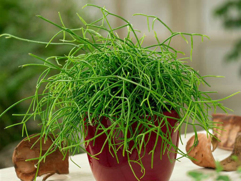 Mistletoe Cactus for decoration