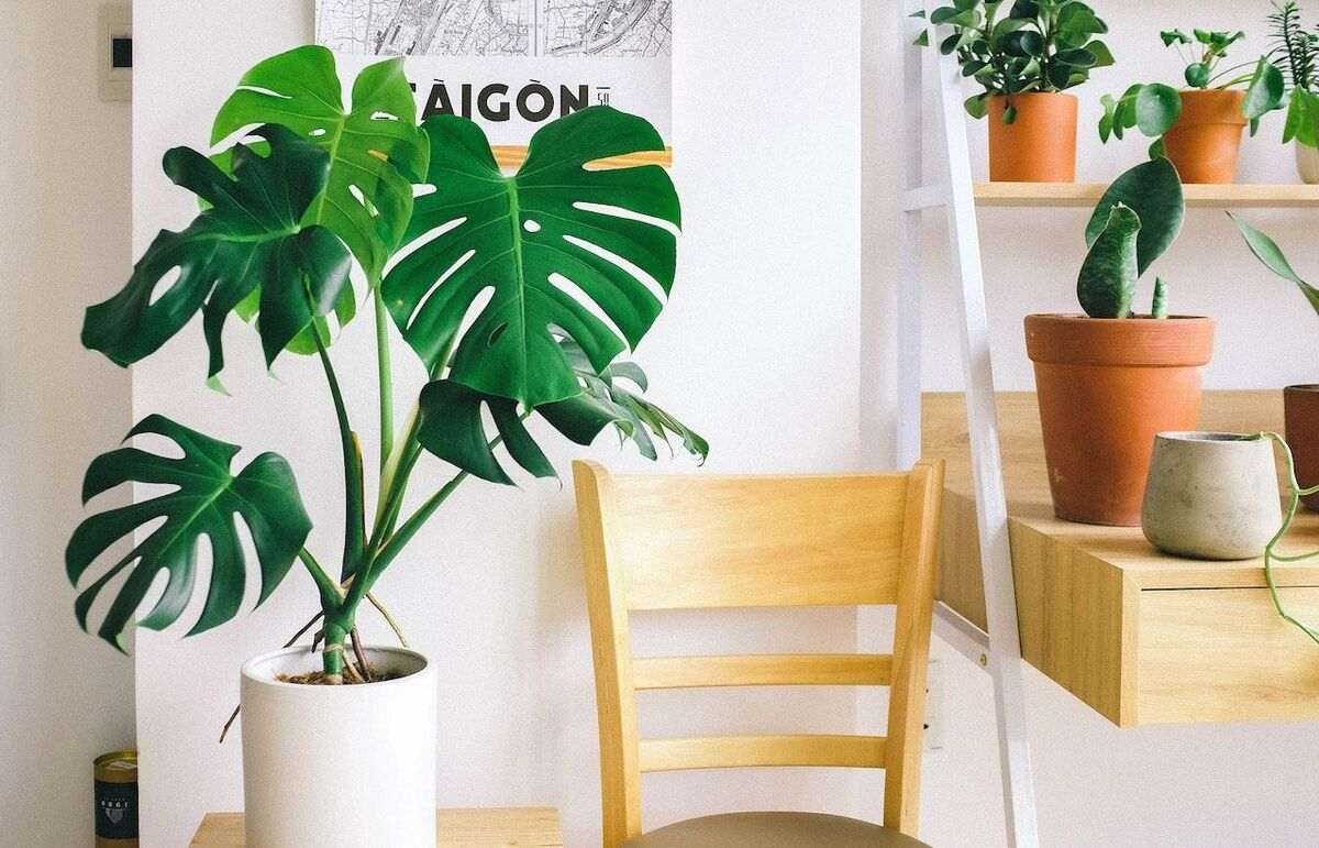 Monstera Plant for home decor