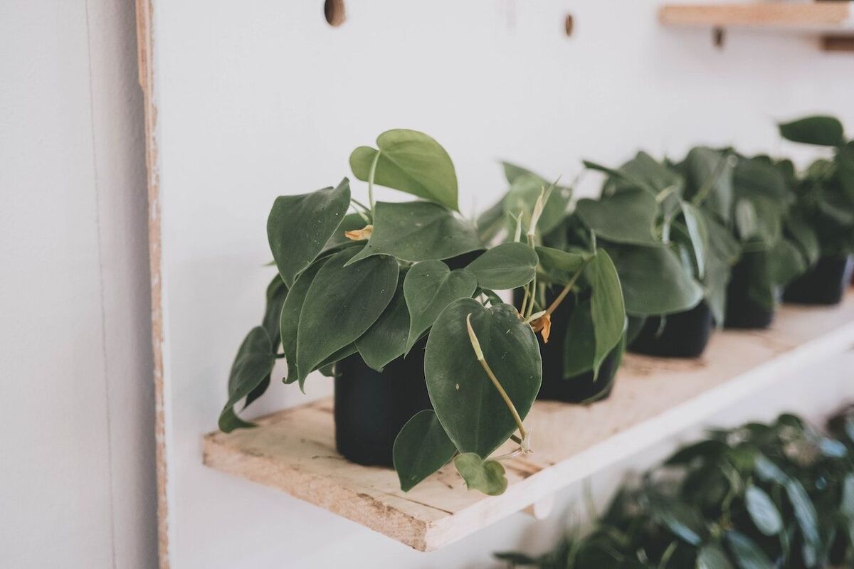 Philodendron Congo house plant