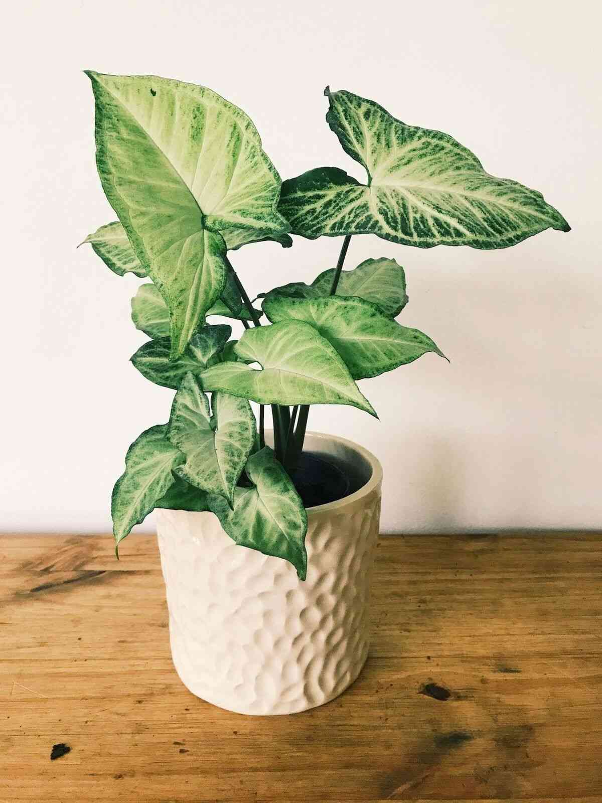 indoor Syngonium Plant