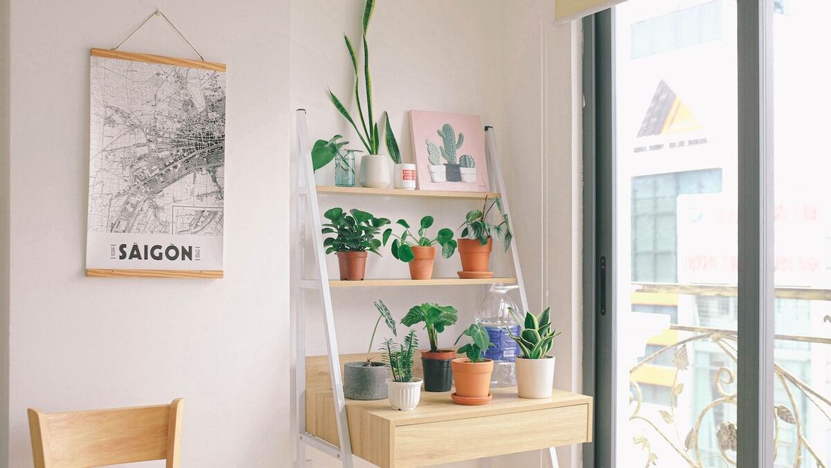 indoor house plants