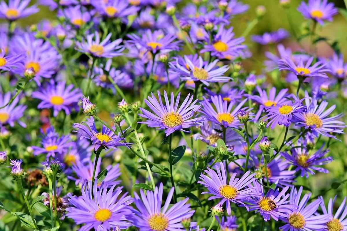 10 Popular Winter Season Flowers For Your Garden