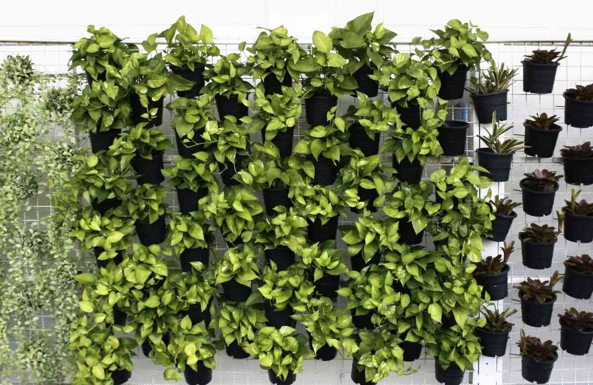 How to make a vertical garden