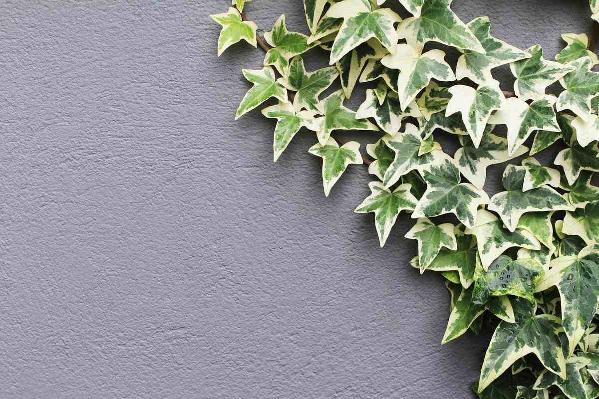 English ivy