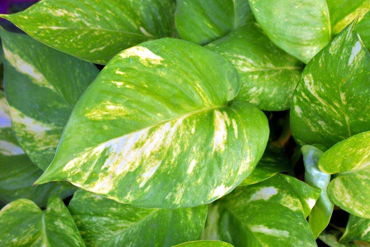 Golden Pothos