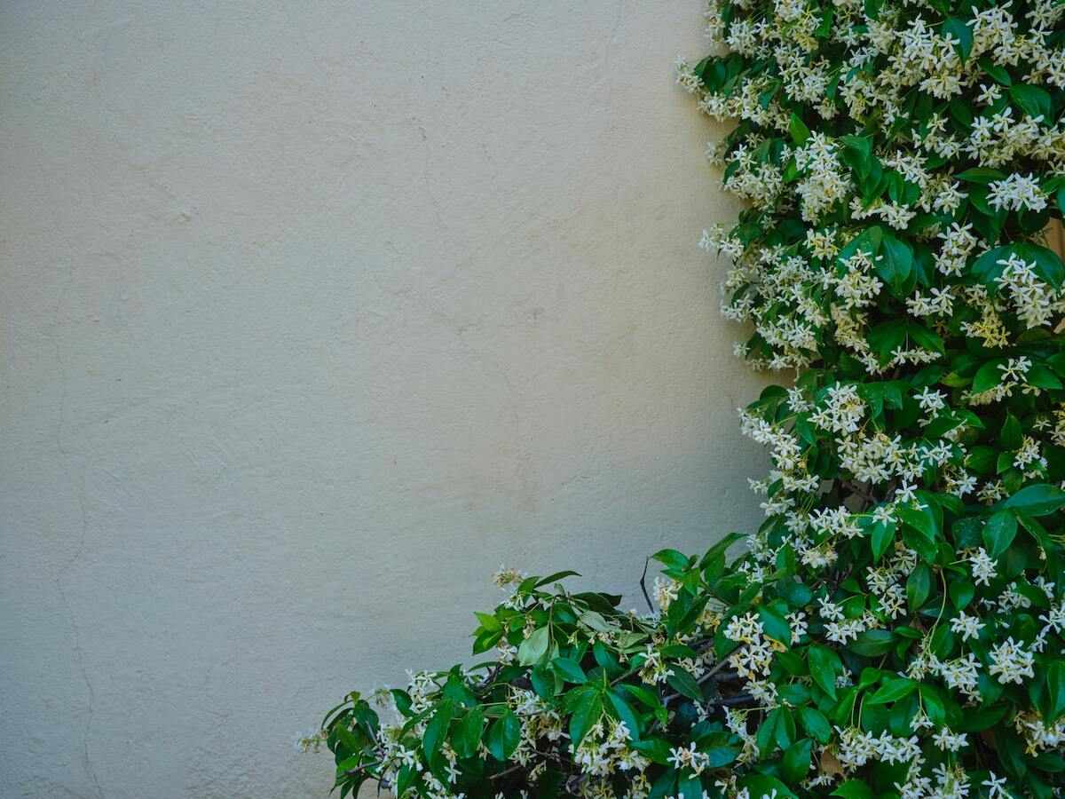 Star Jasmine