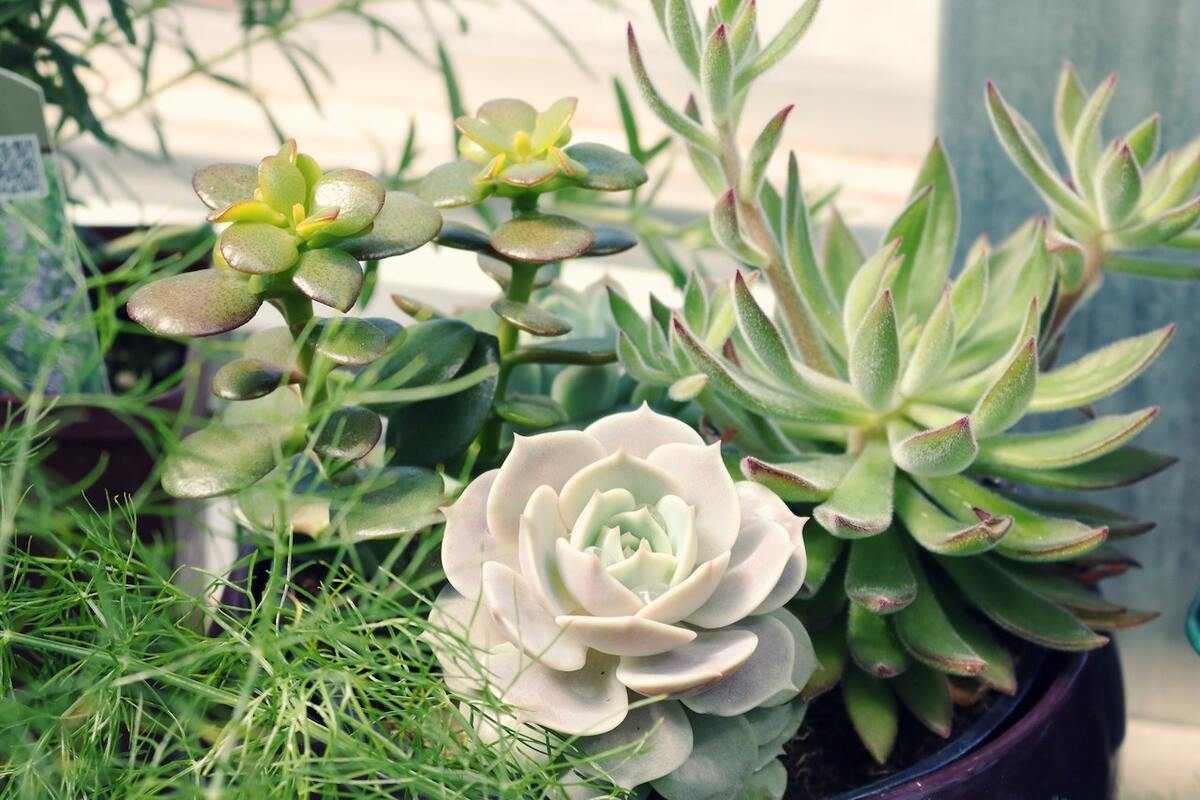 Succulents for vertical garden