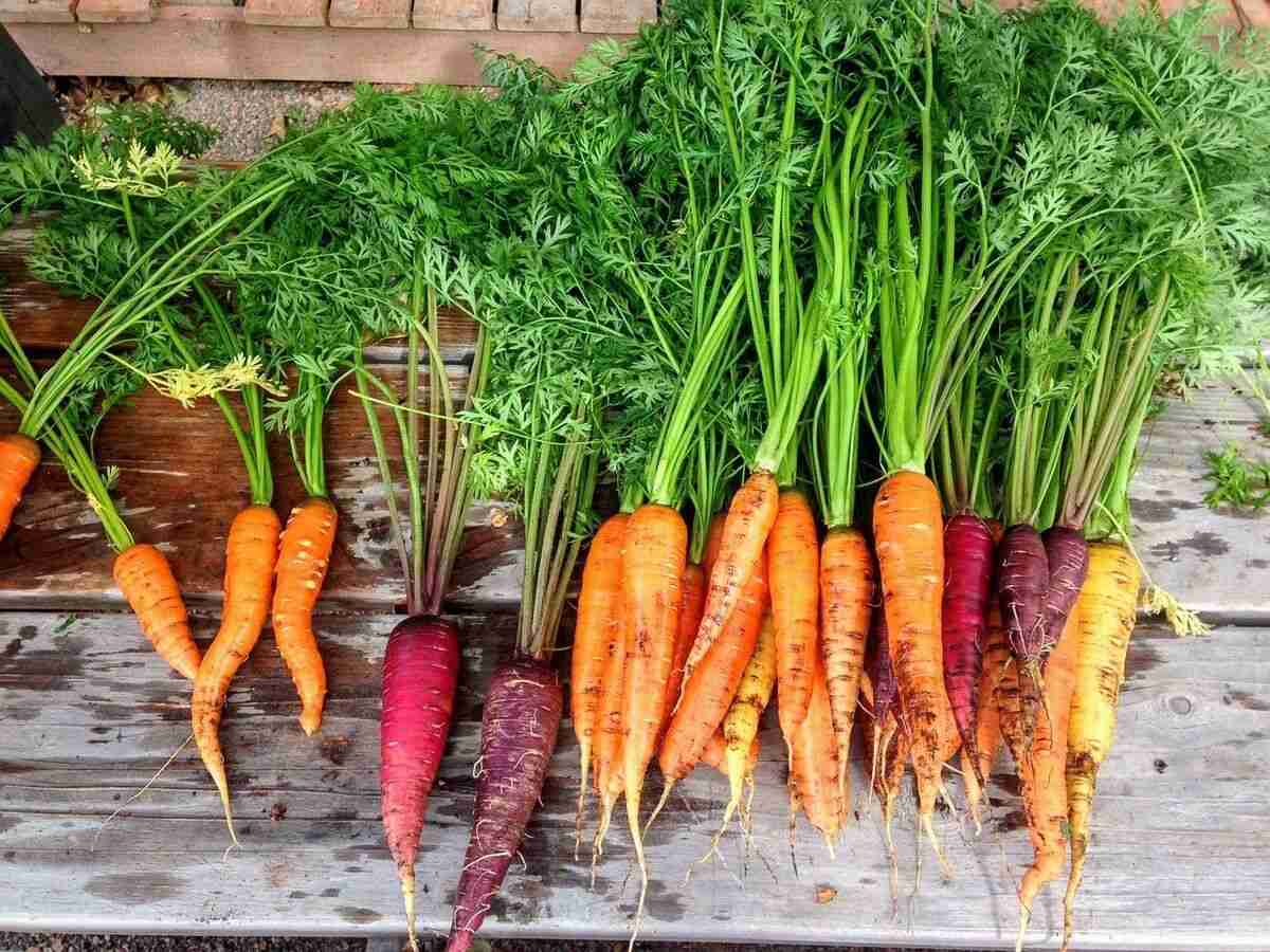 how to grow carrots at home