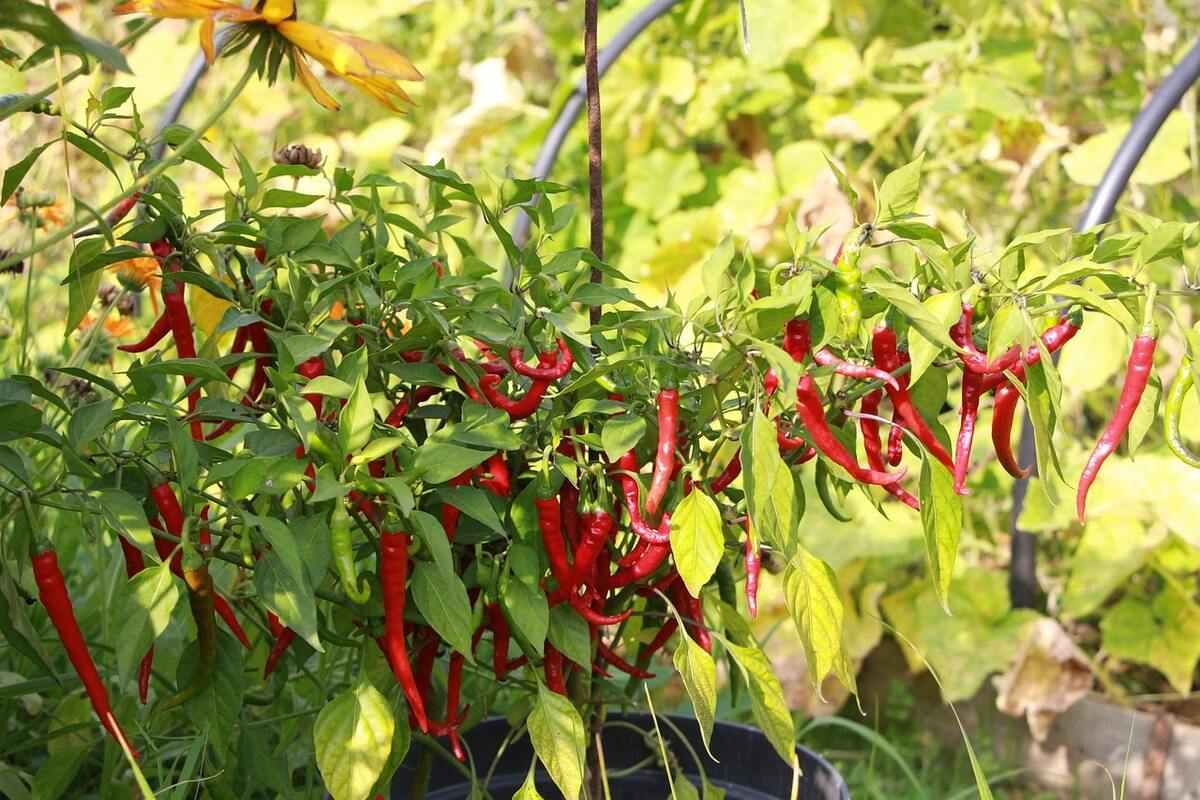 how-to-grow-chilli-at-home