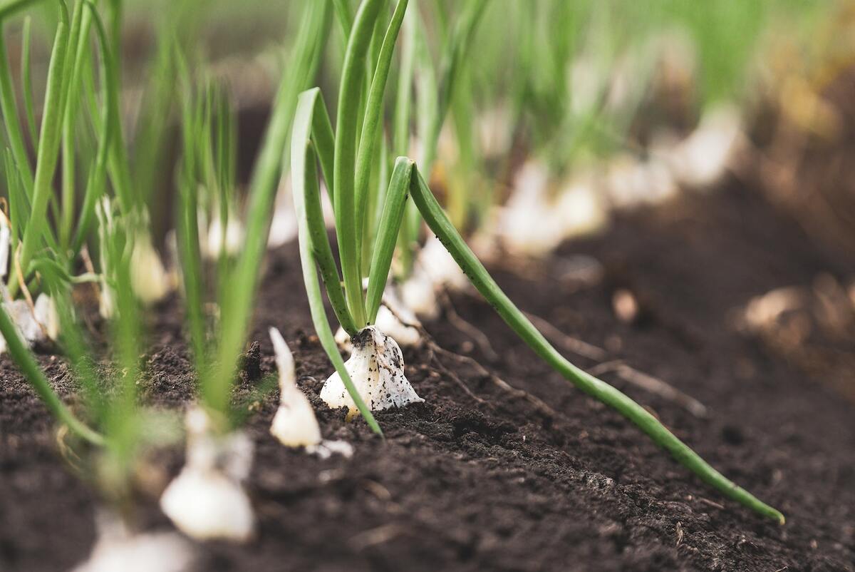 how to grow onion at home