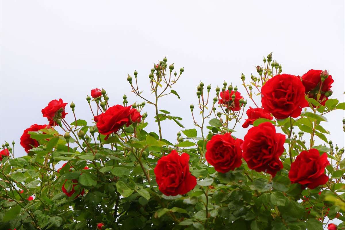 How to Grow Roses at Home