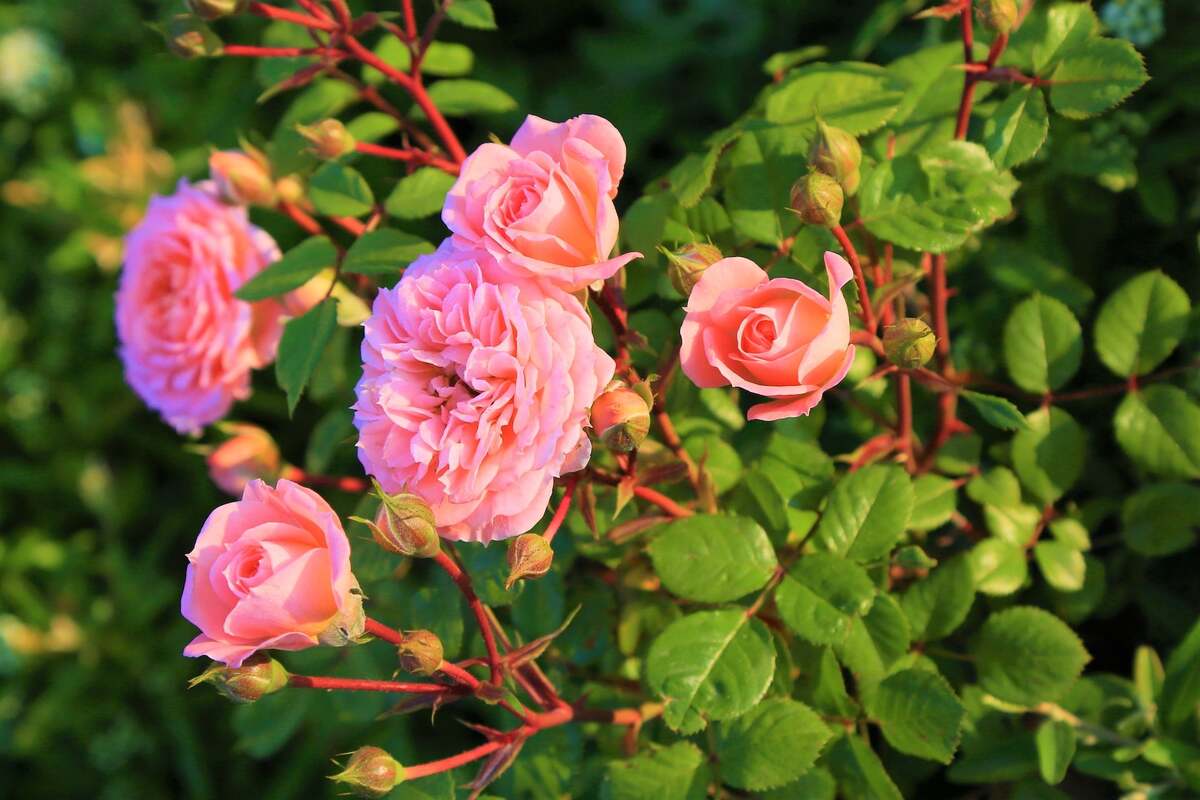 How to Take Care of Rose Plant