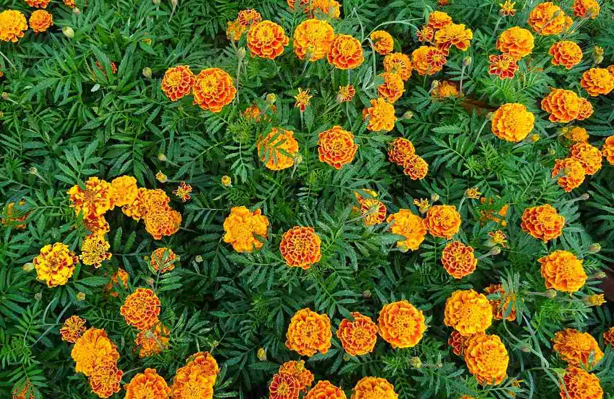 how to grow marigold at home