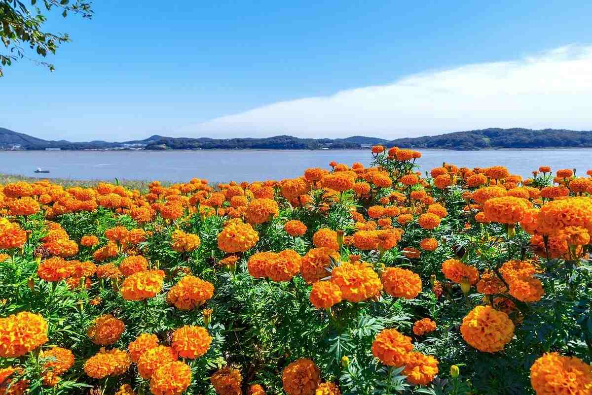 How to Grow Marigold at Home Agri Planting
