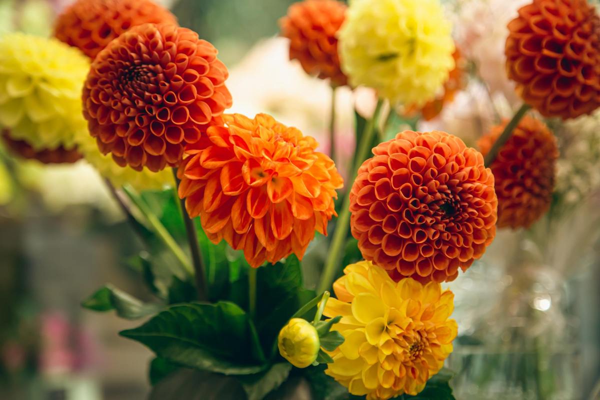 How to Grow Dahlia Flower at Home