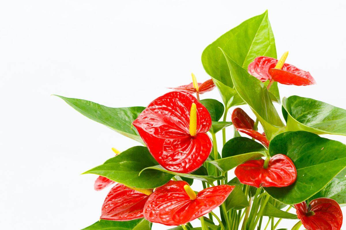 living room plants Anthurium