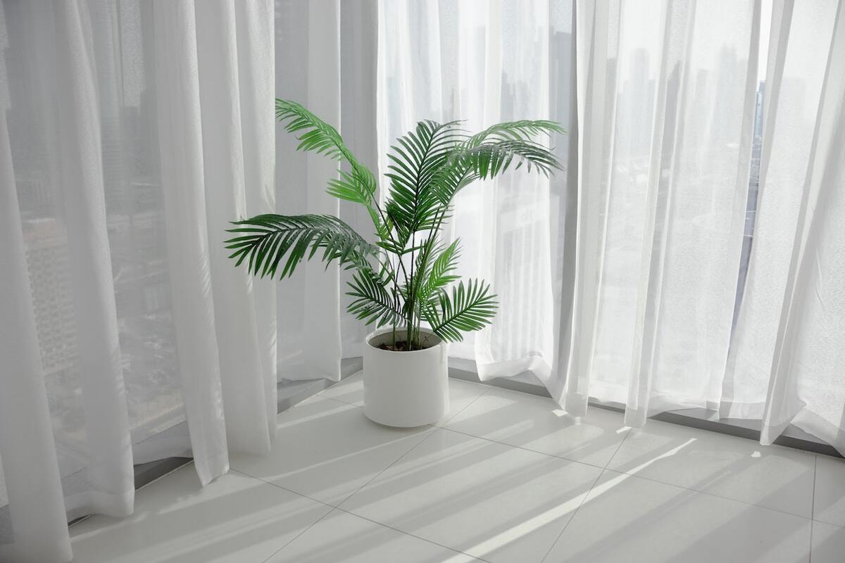 living room plants Areca palm