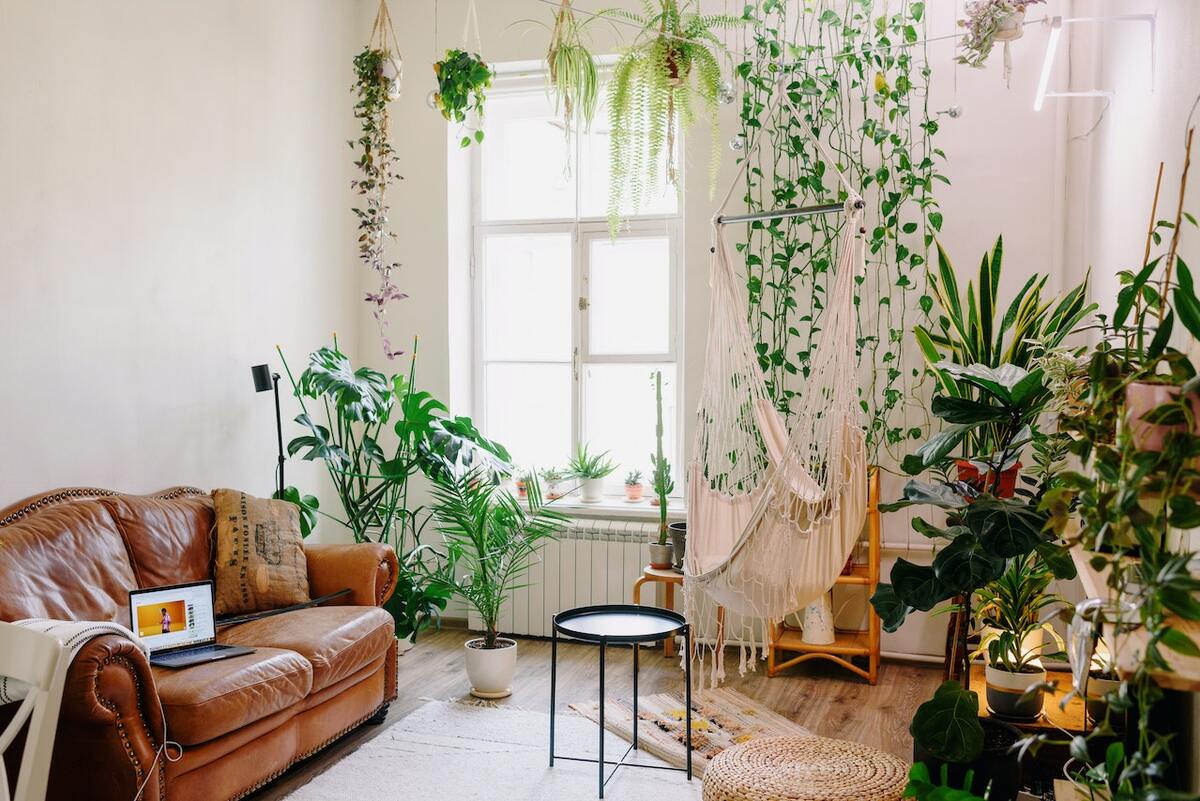 Indoor Plants For Living Room