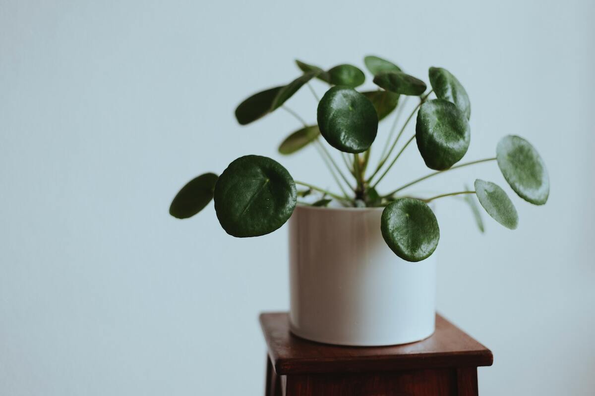 Money plant