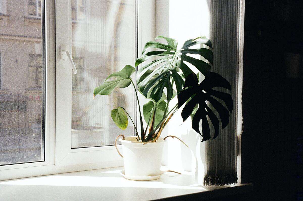 living room plants Monstera