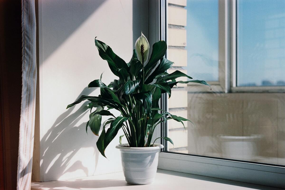 living room plants Peace lily