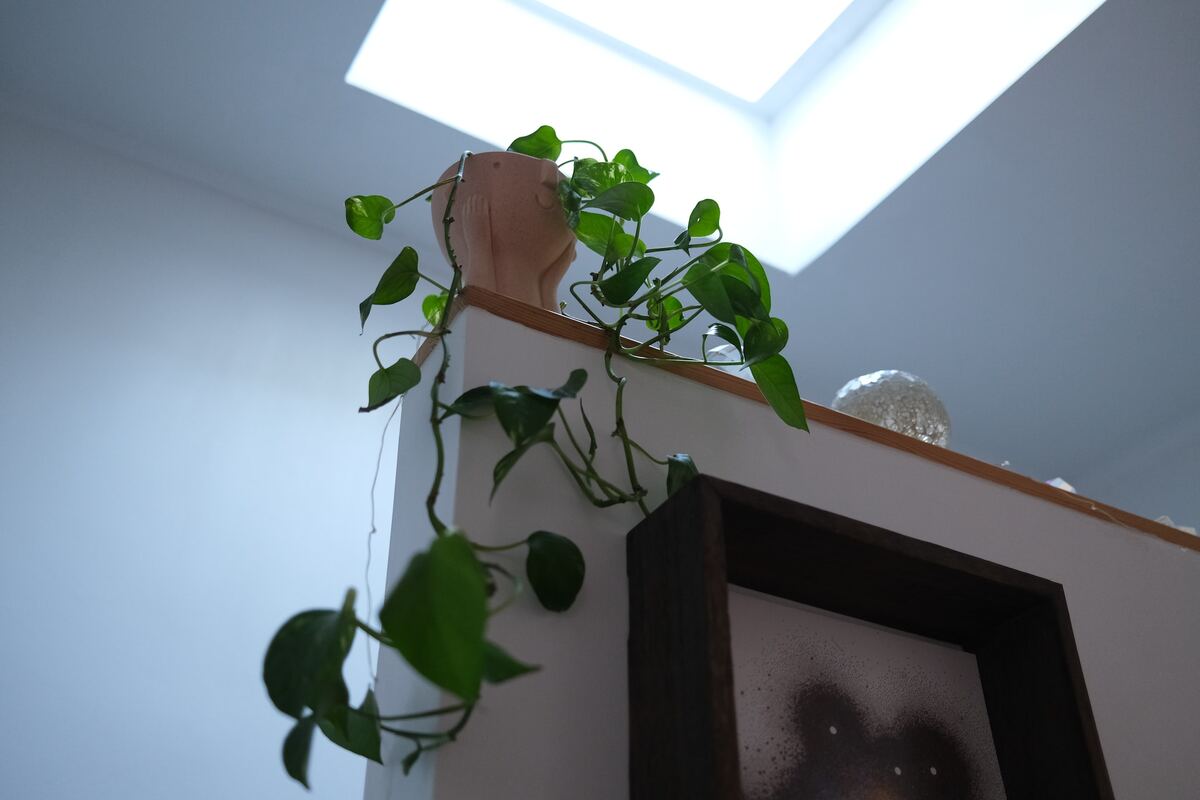 living room plants Pothos