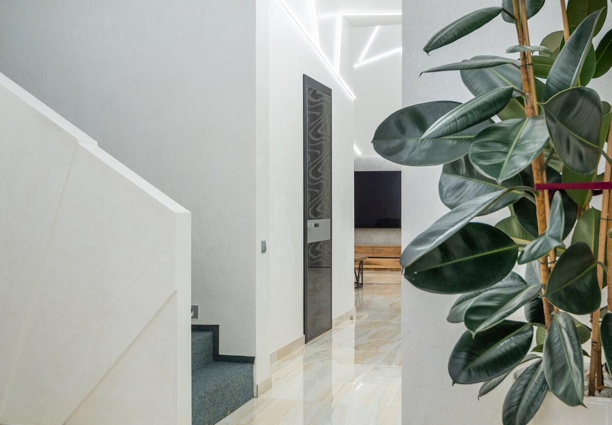living room plants Rubber plant