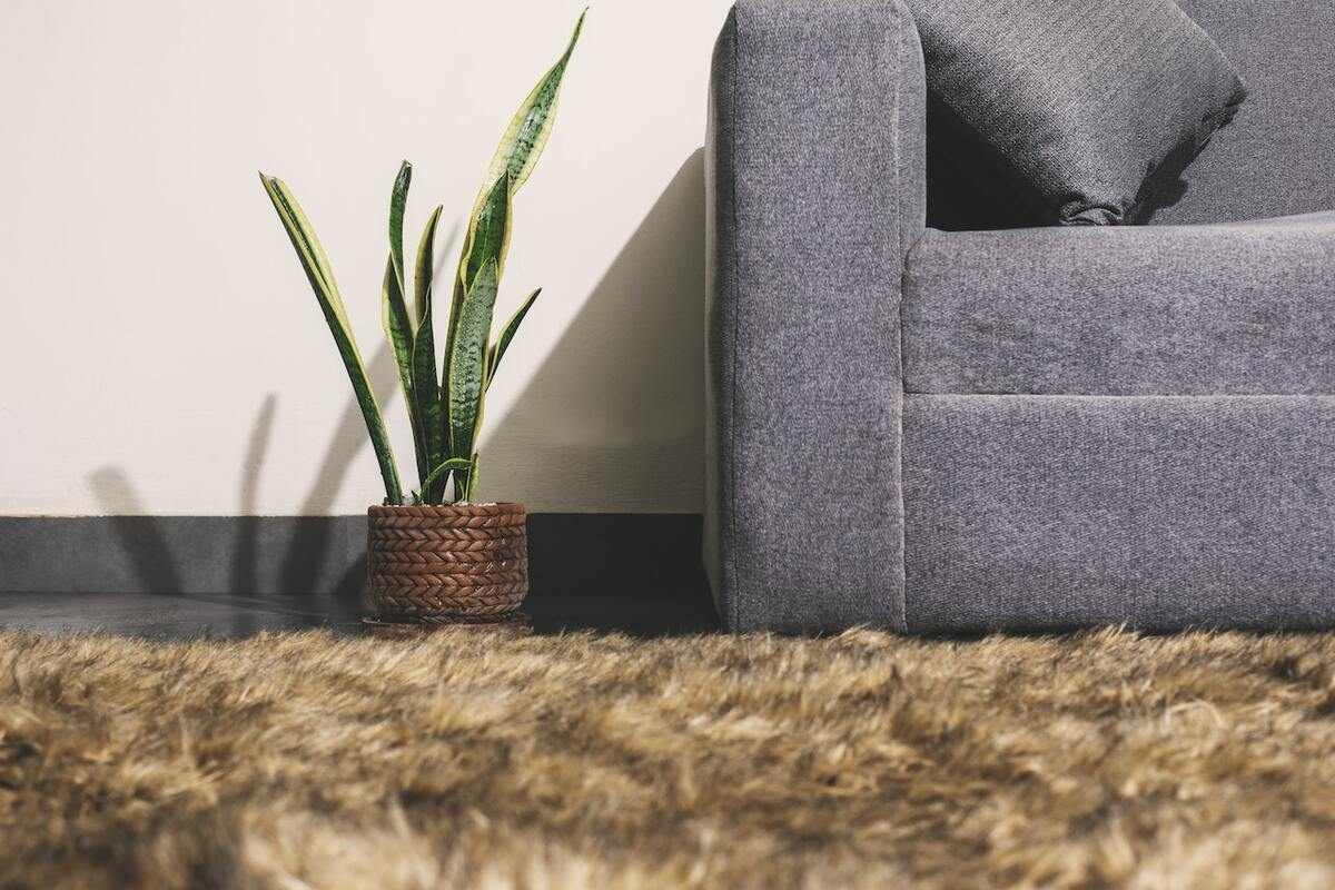 living room plants Snake plant 