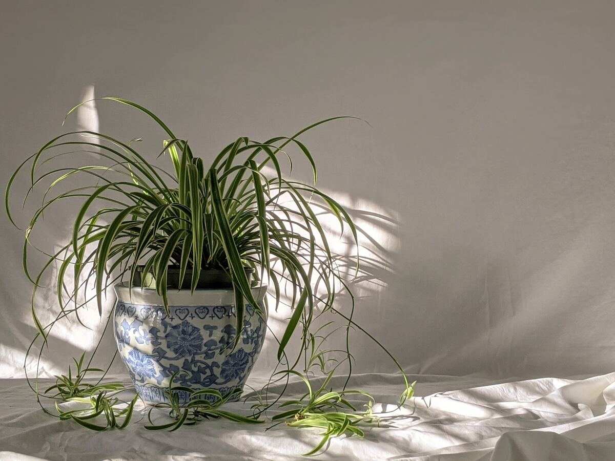 living room plants Spider plant