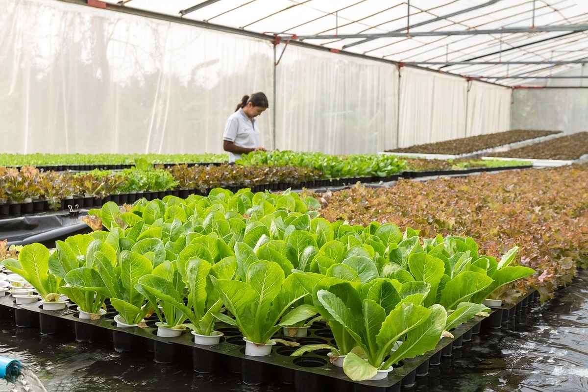 Best Hydroponics Plants to Grow